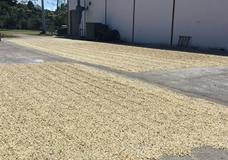 Green Beans Processing in Finca Alma Panama