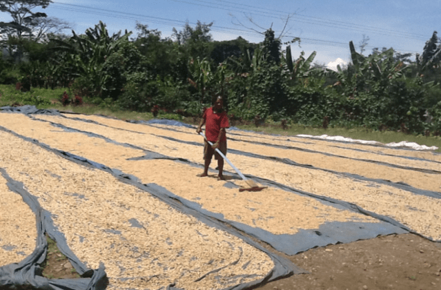 Green Bean Drying in Papua New Guinea
