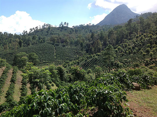http://www.theblendingroom.co.uk/blog/honduras-coffee-origin/ Coffee Farm in Honduras