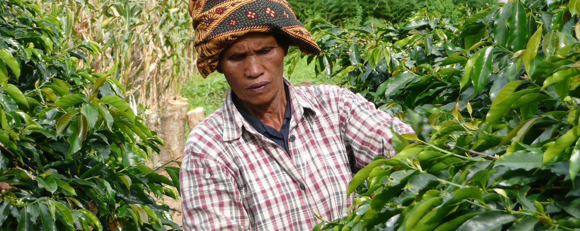 Indonesia Coffee Worker