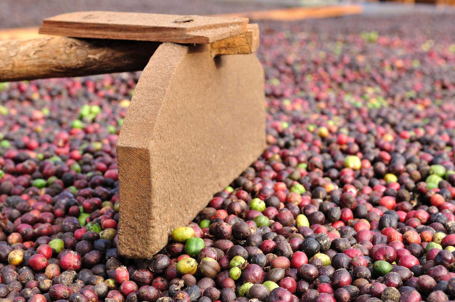 Coffee Cherry Processing