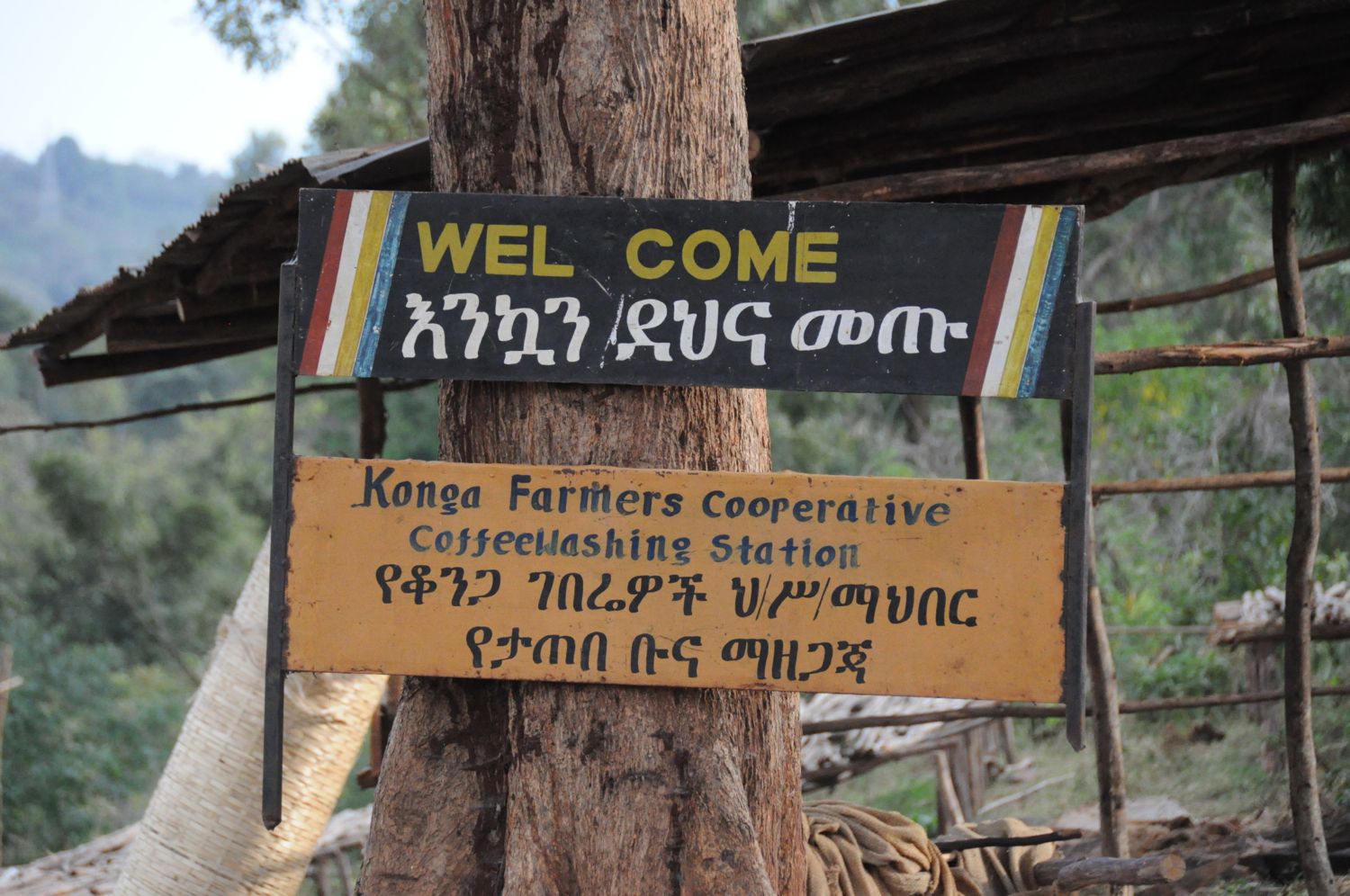 ethiopia yirgacheffe konga