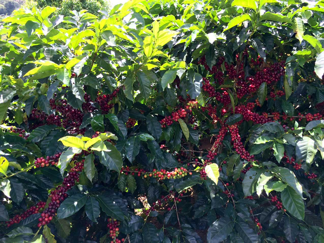 Finca La Lajas Costa Rica