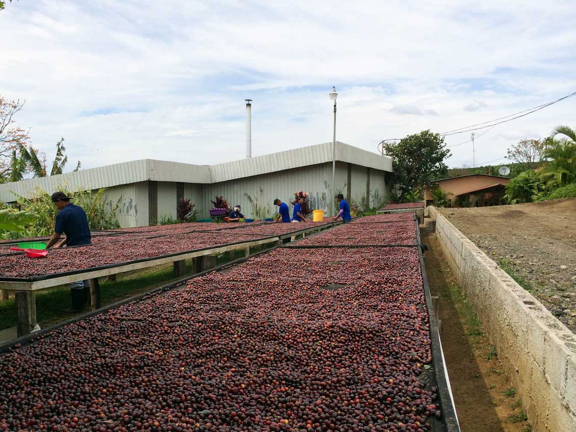 Natural Process Coffee Beans Costa Rica