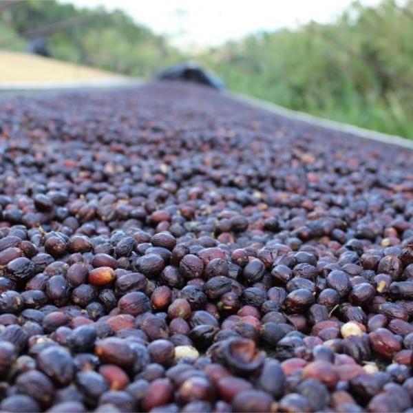 Natural Processed Coffee Cherries