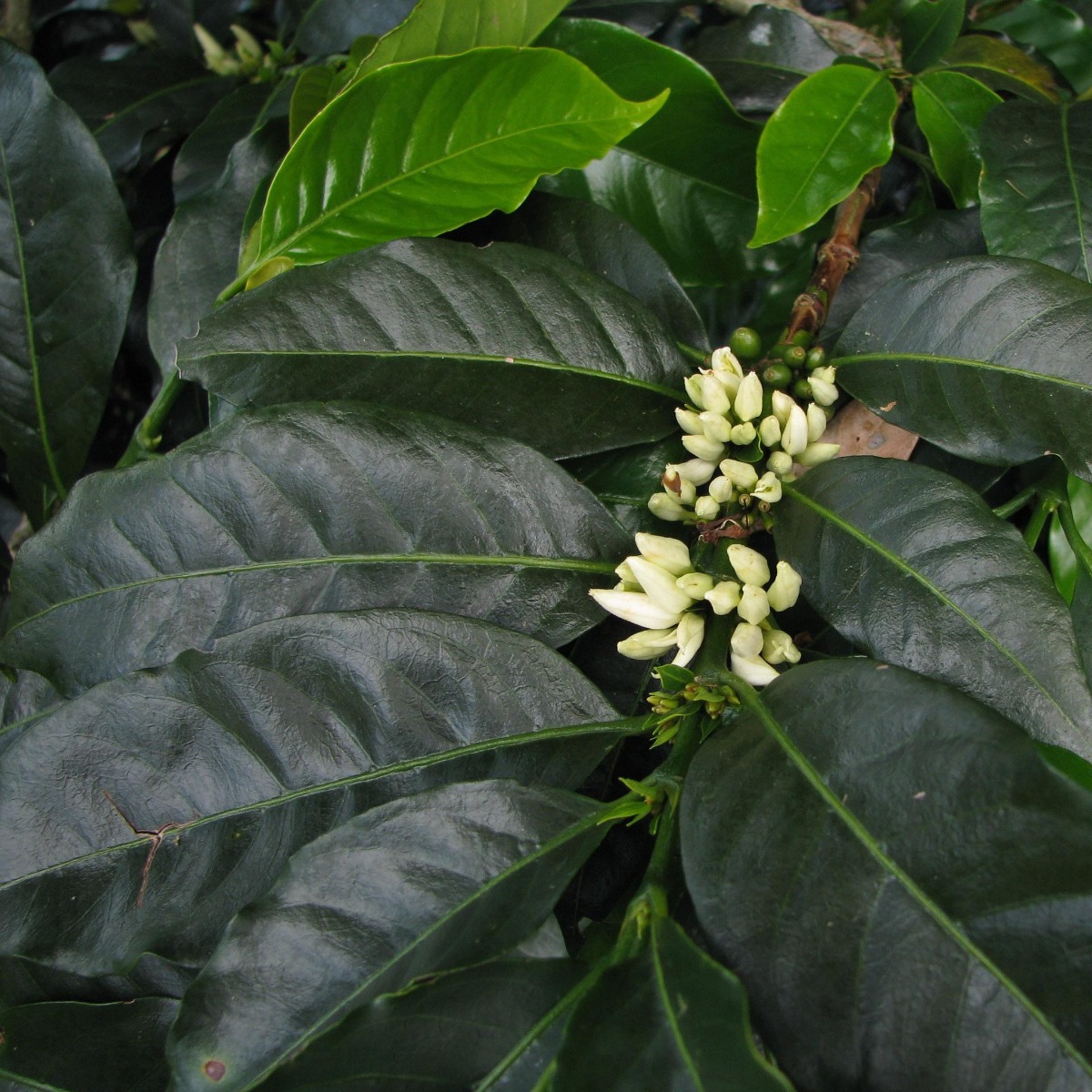 Coffee Cherry Blossoms PNG