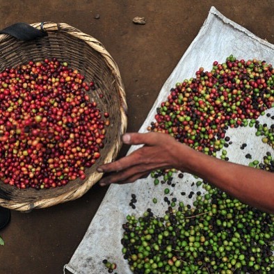 Red Catuai Coffee Cherries on La Bastilla Coffee Estates Nicaragua