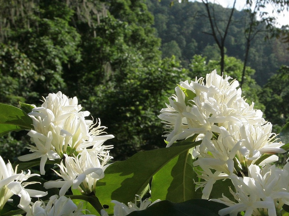 Coffee Tree Blossoms on La Bastilla Coffee Estates Nicaragua
