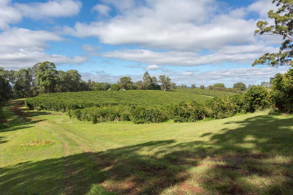 NSW Hinterlands Coffee Farm
