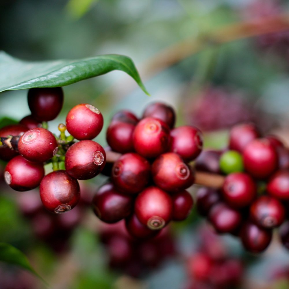 Coffee Cherries Mexico