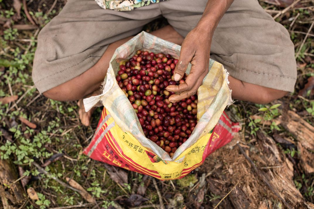 Coffee Cherries PNG