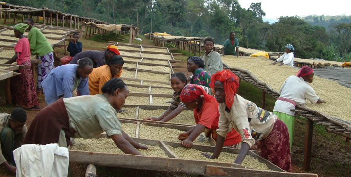 ethiopia yirgacheffe konga