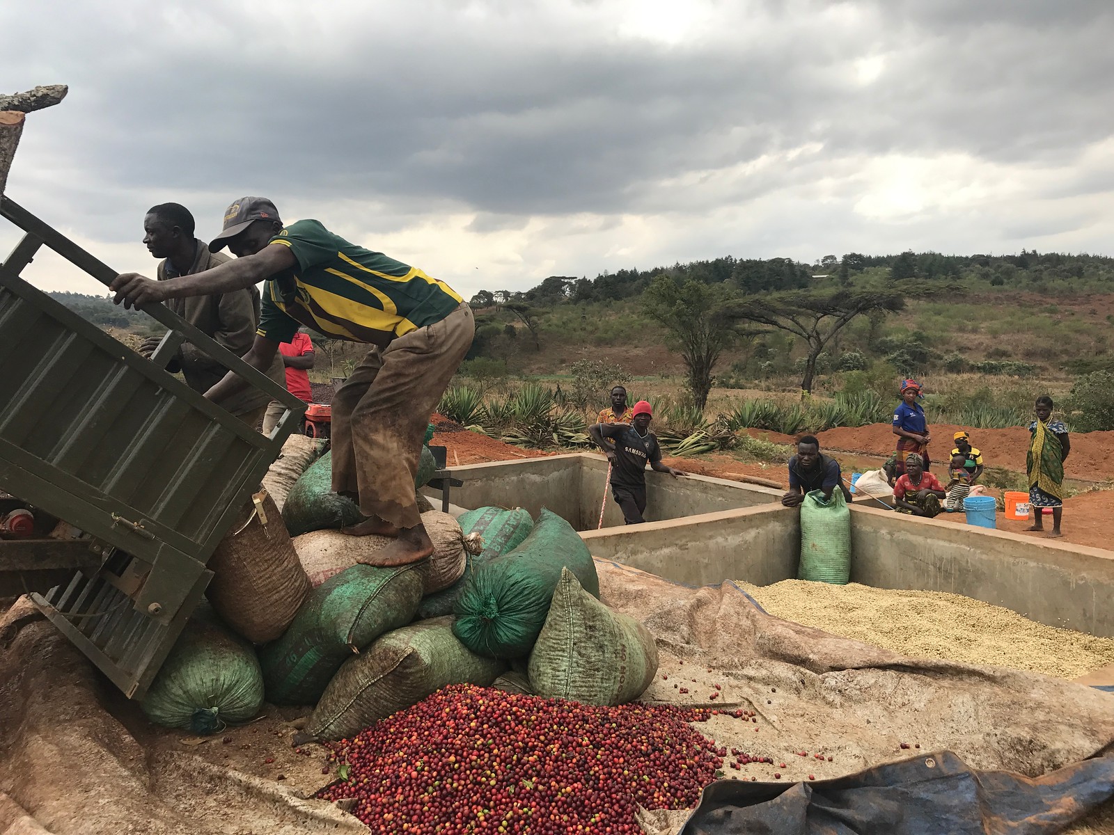 Tanzania Coffee Workers